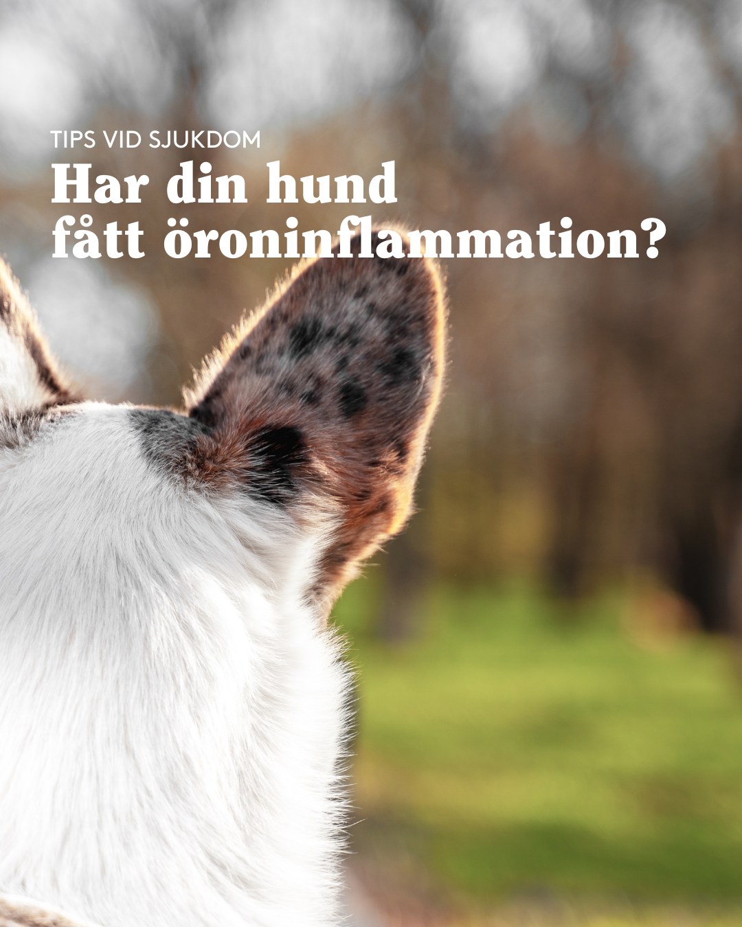 Furry Family - "Har din hund fått öroninflammation?", a six slide educational carousel in the brand's clinical calm palette. Concept, copy structure, layout and design by me. Swipe through the slides. - slide 1