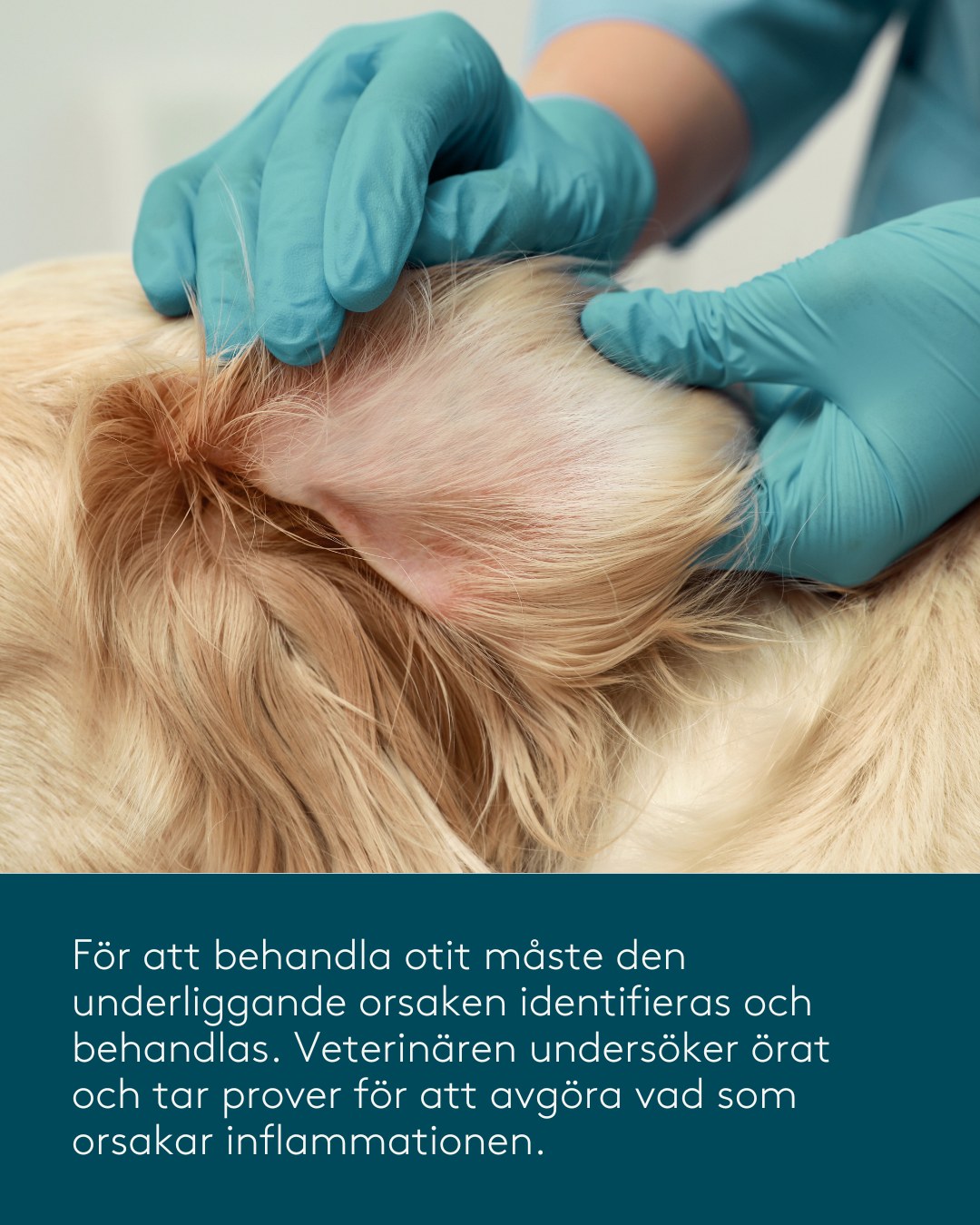 Furry Family - "Har din hund fått öroninflammation?", a six slide educational carousel in the brand's clinical calm palette. Concept, copy structure, layout and design by me. Swipe through the slides. - slide 4